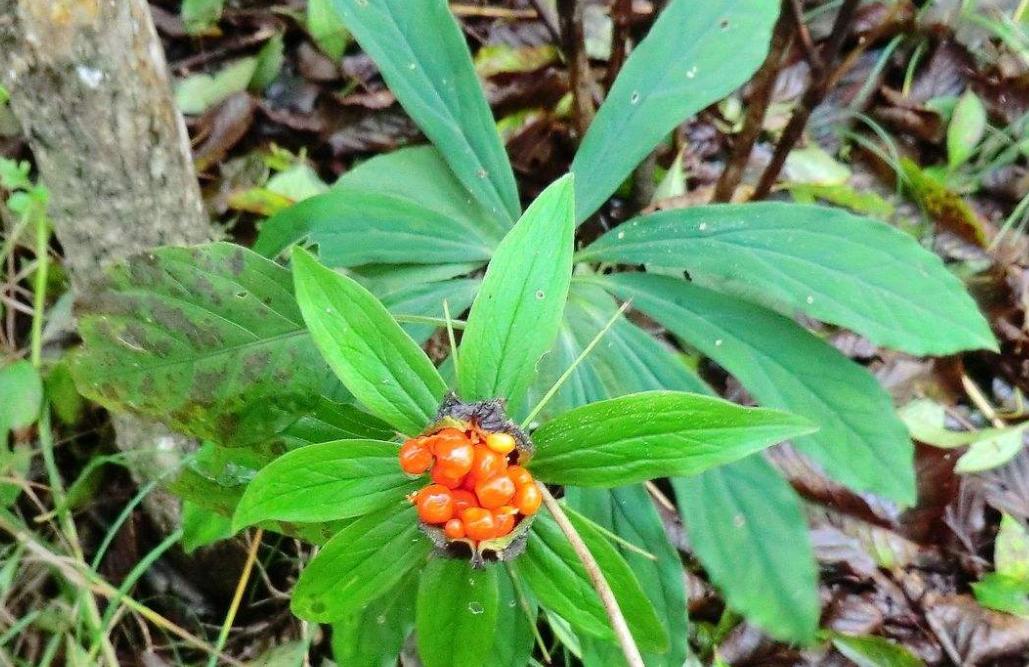 这些年价格飞涨好种的中药材,昂贵的中药材种植