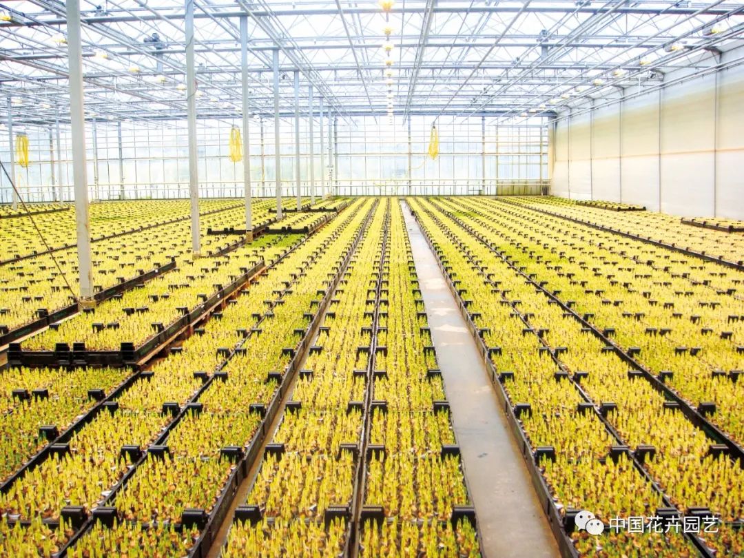 种球花卉进口生意怎么样,郁金香种球进口商