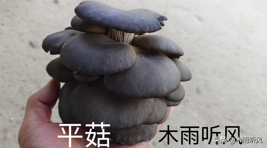 平菇覆土栽培高产新技术视频播放,平菇最新高产栽培技术