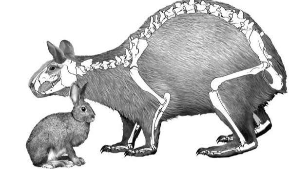 古埃及的兔,古老文献中兔子的记载