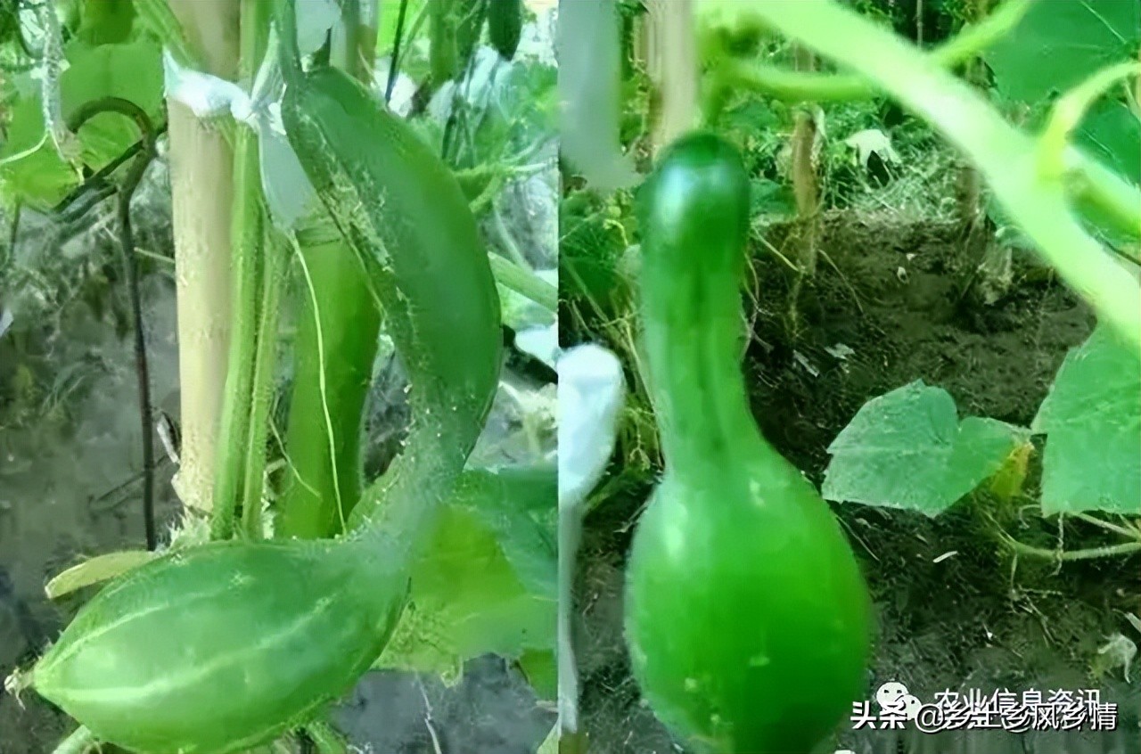 黄瓜弯瓜的原因和治疗方法,黄瓜出现细腰瓜是什么原因