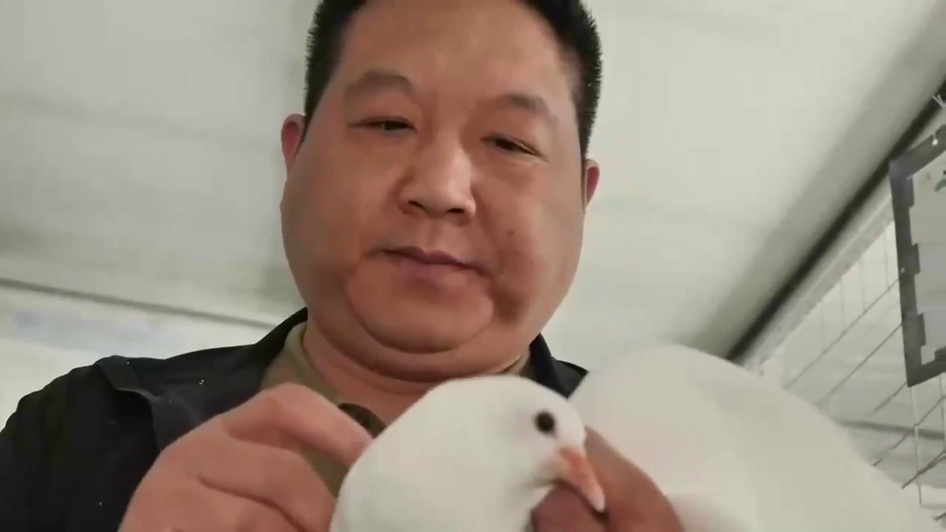 小伙养殖鸽子年赚上亿,男子创业养殖鸽子