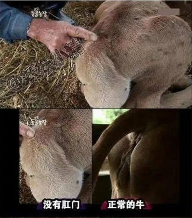 出生时没有肛门，有人却说要养他一辈子