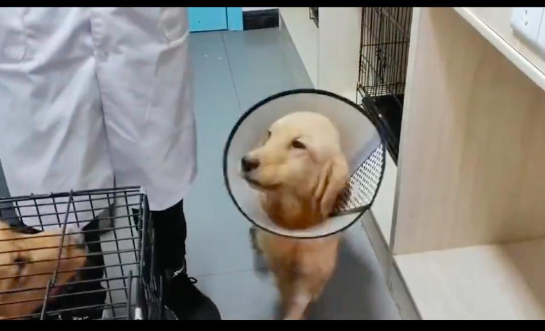 金毛倒地抽搐怎么回事,金毛晕倒主人痛哭