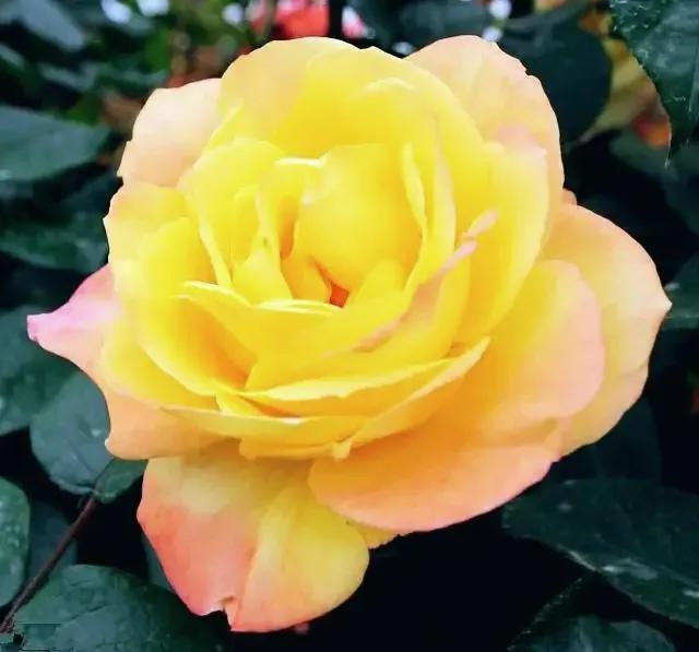 头条新手创作注意事项,头条创作注意哪些事项