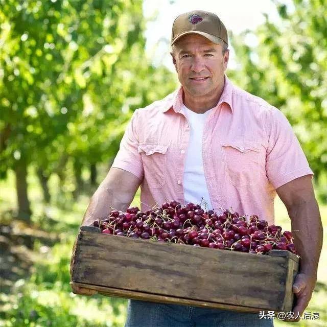 智利车厘子如何保鲜,车厘子过海怎么保鲜