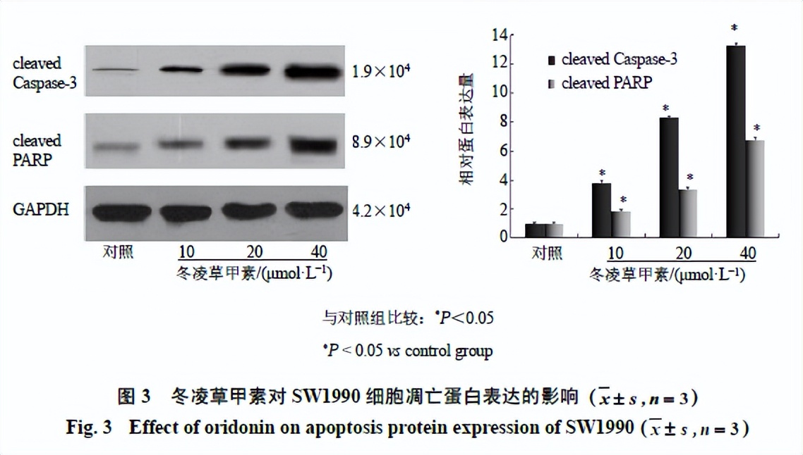 最新发现！冬凌草甲素为胰腺癌的预防提供了新的治疗方法