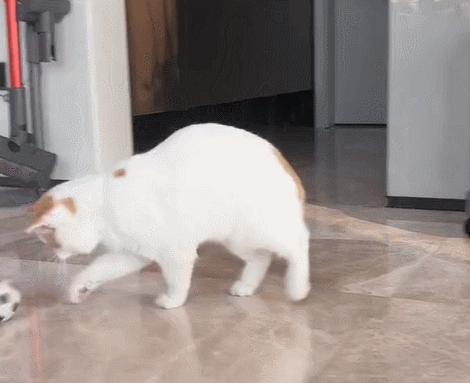 双眼失明的小猫,双目失明小猫