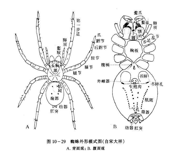 蜘蛛一次能产多少仔,蜘蛛一次可以吐几根丝