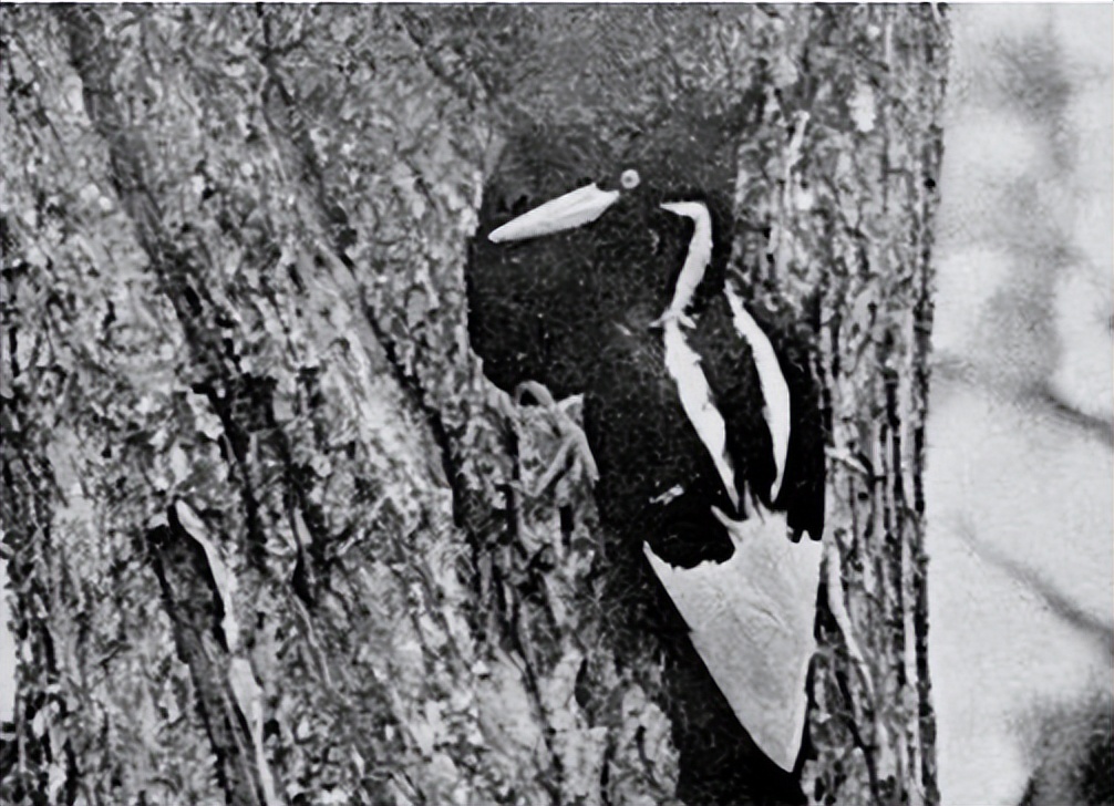 六大已经灭绝动物生前的珍贵影像,100种已灭绝的动物图片与名称