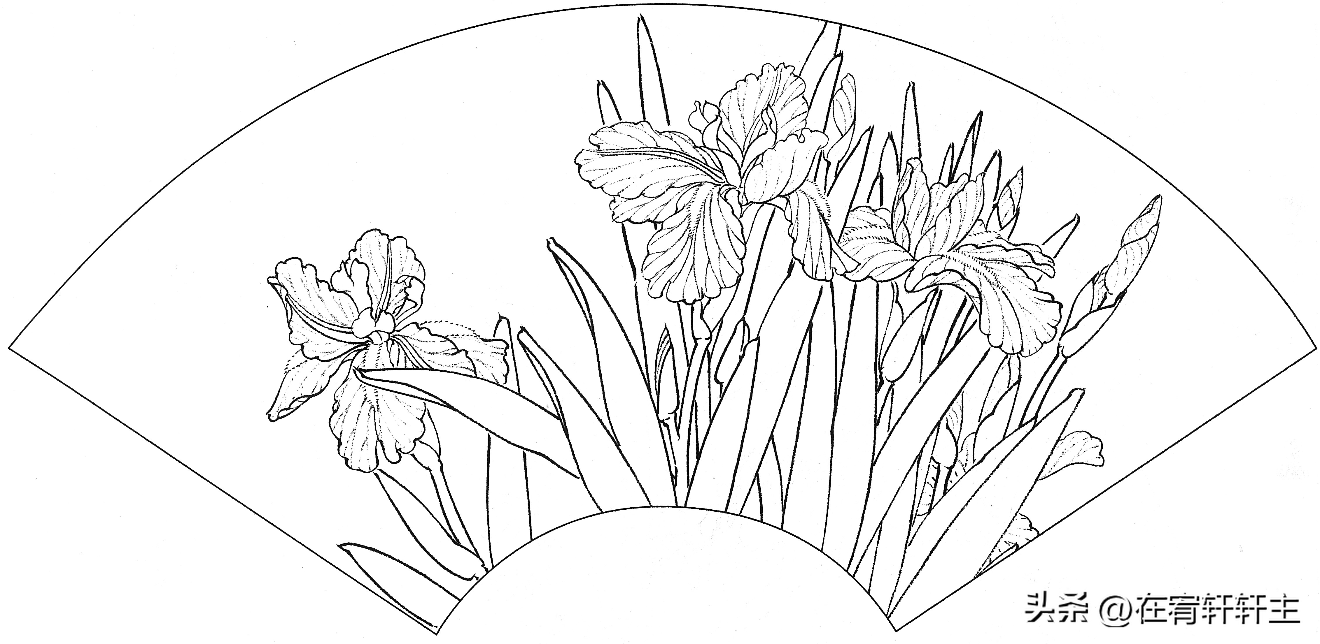工笔白描祥云图案扇面,工笔扇面葡萄白描图片