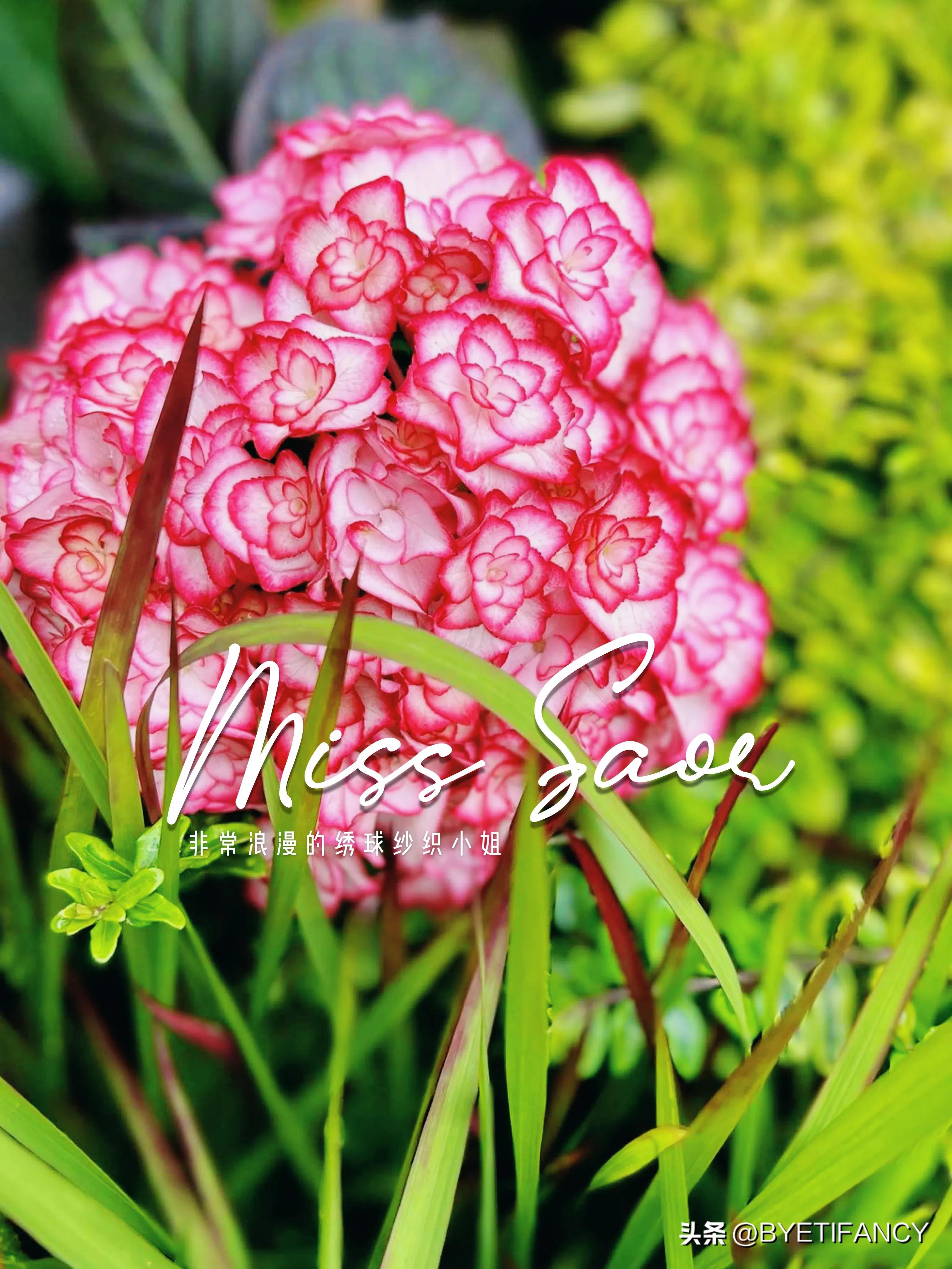 纱织小姐绣球好养吗,纱织小姐与塞布丽娜绣球区别