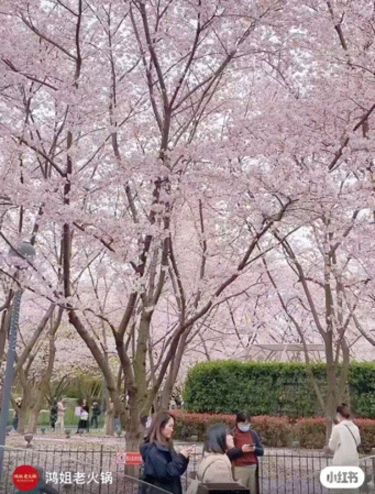 虹口公园美食,虹口可以看樱花的餐厅