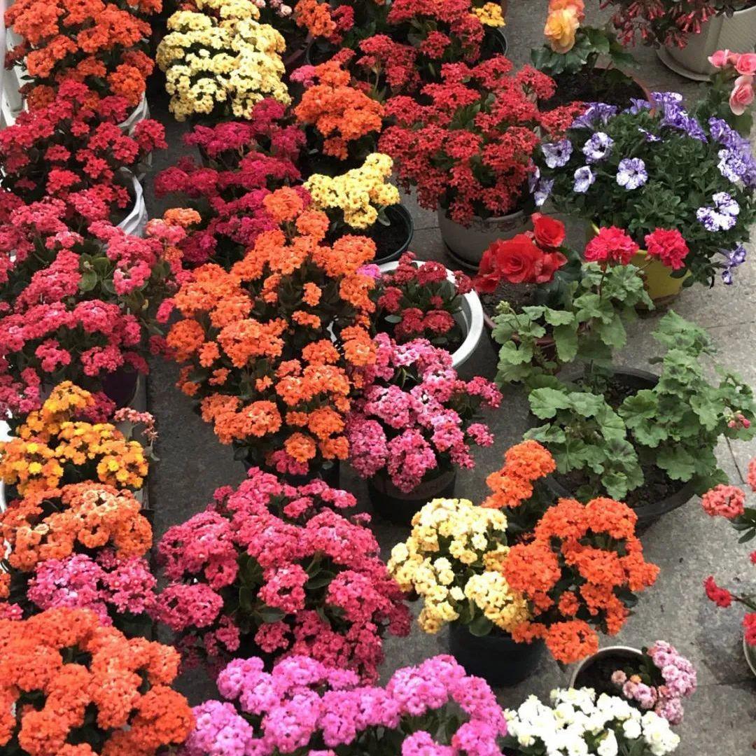 十月长寿花怎么开花,长寿花怎么打才能爆花