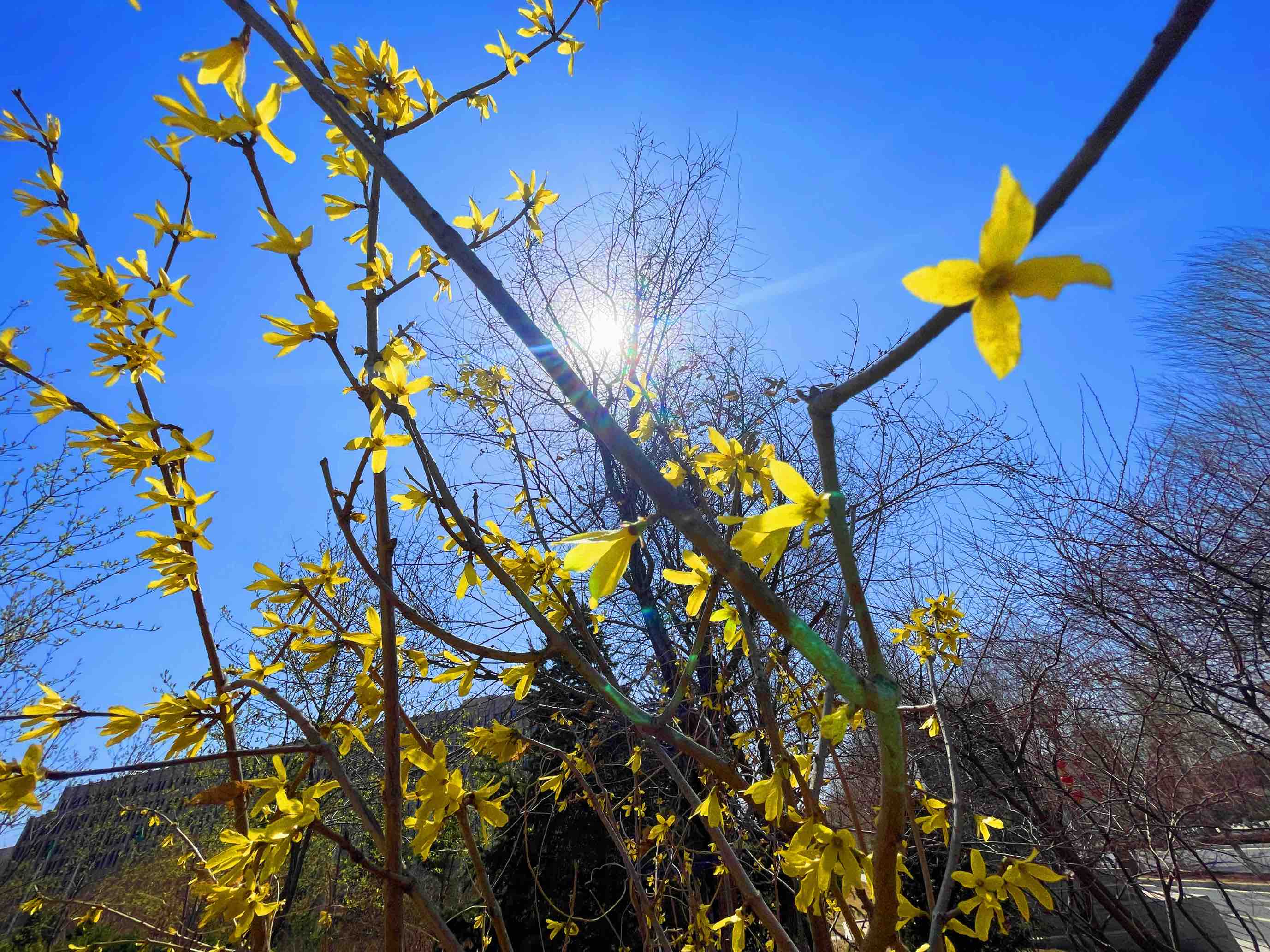 连翘花开万物复苏春意浓,连翘花开春意浓