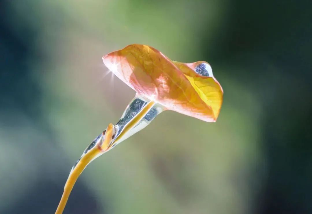 莼菜诗句,莼鲈诗词