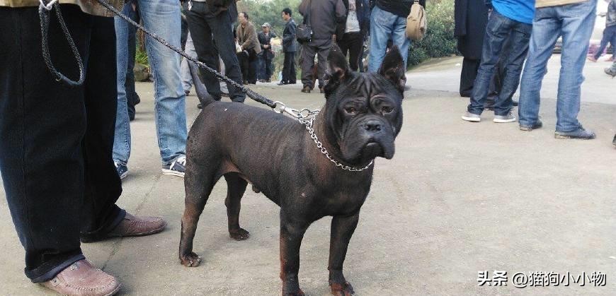 川东猎犬是中国古老犬种吗,川东猎犬可爱