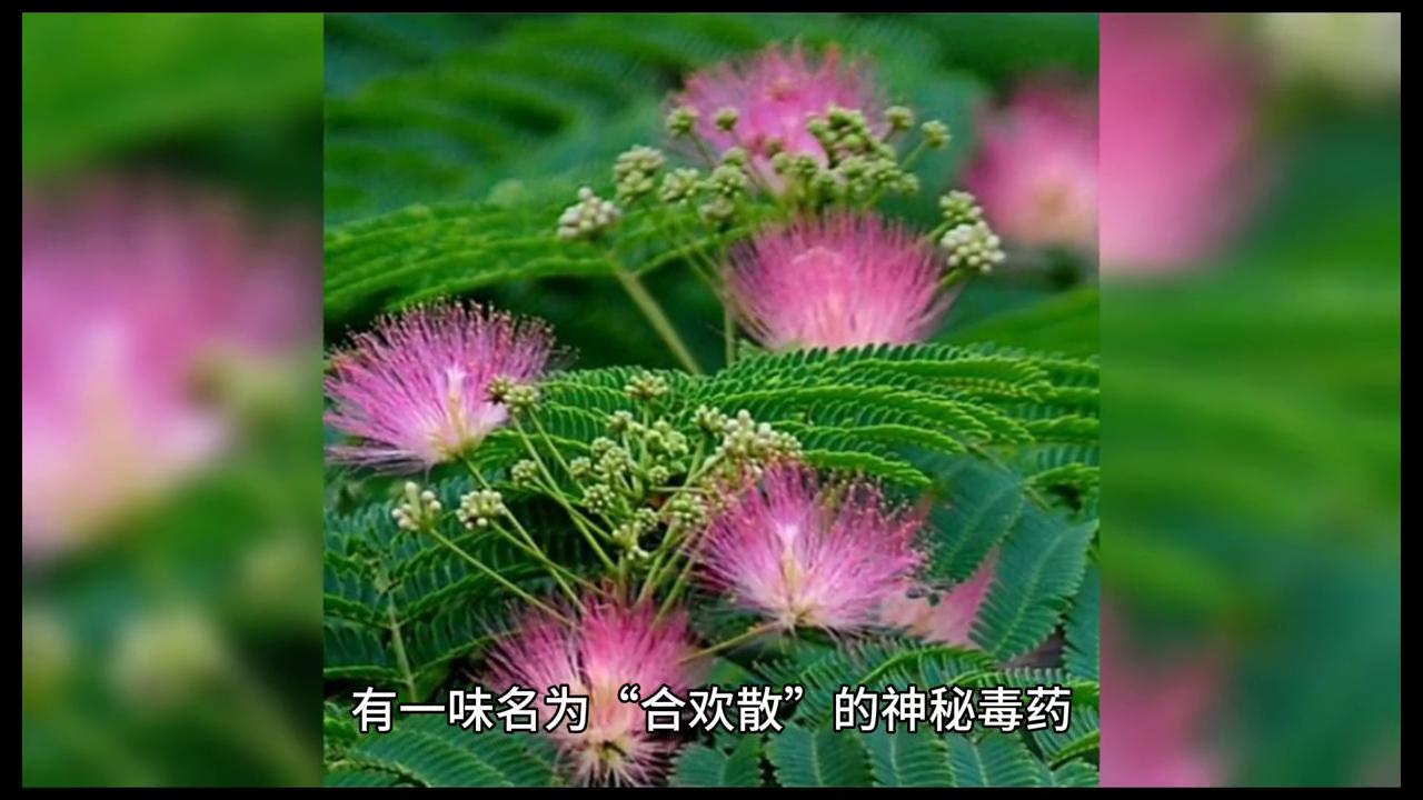 传说中的周公子是谁,传说中的大叔文