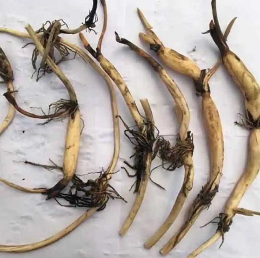 碗莲从一个藕养到开花需要多久,用莲子种的碗莲什么时候才能开花