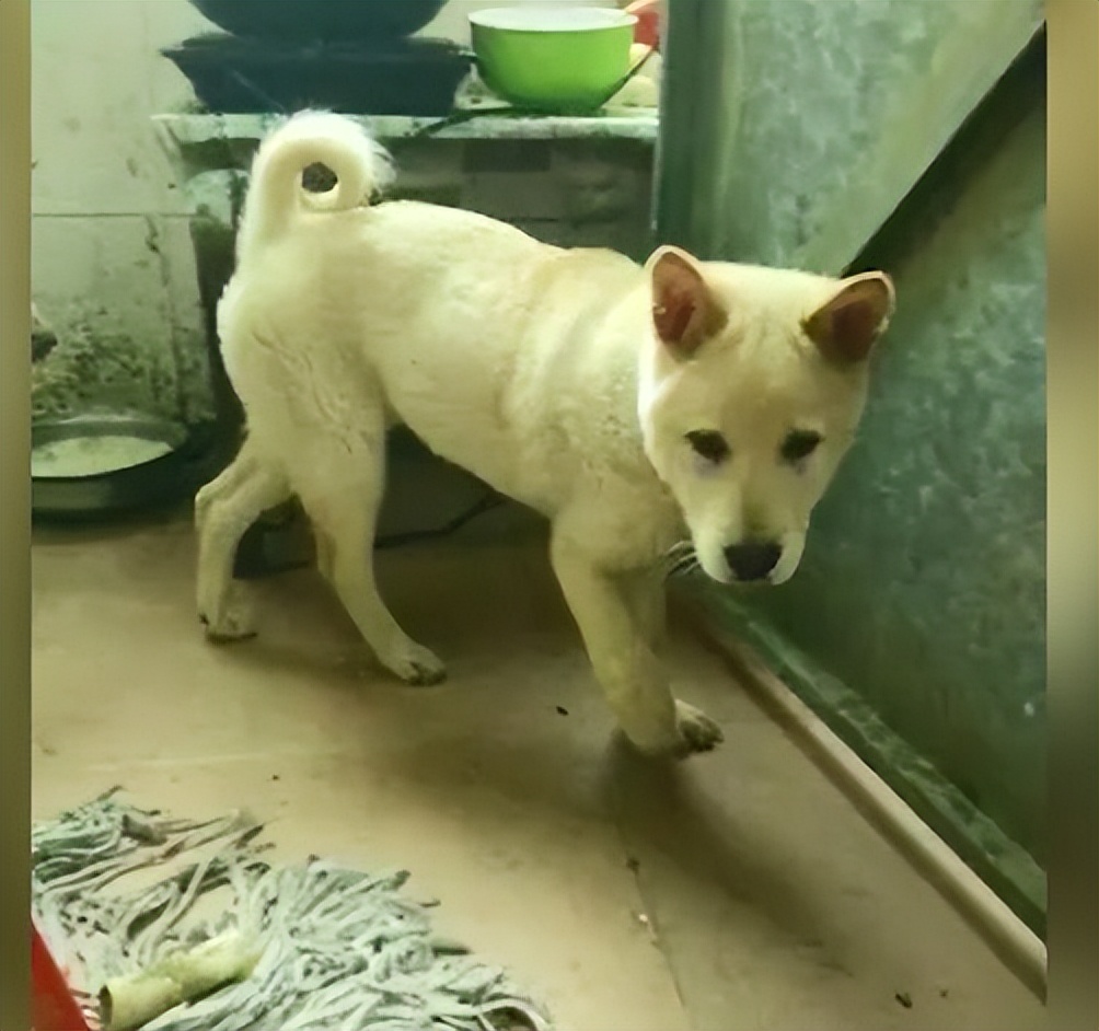 孩子花1500买狗,儿子100元买金毛