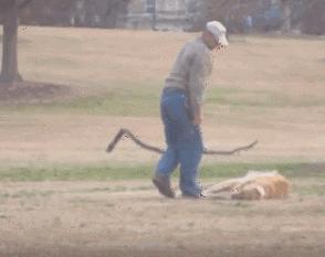 朋友给了我一只狗，却收走了我的快乐