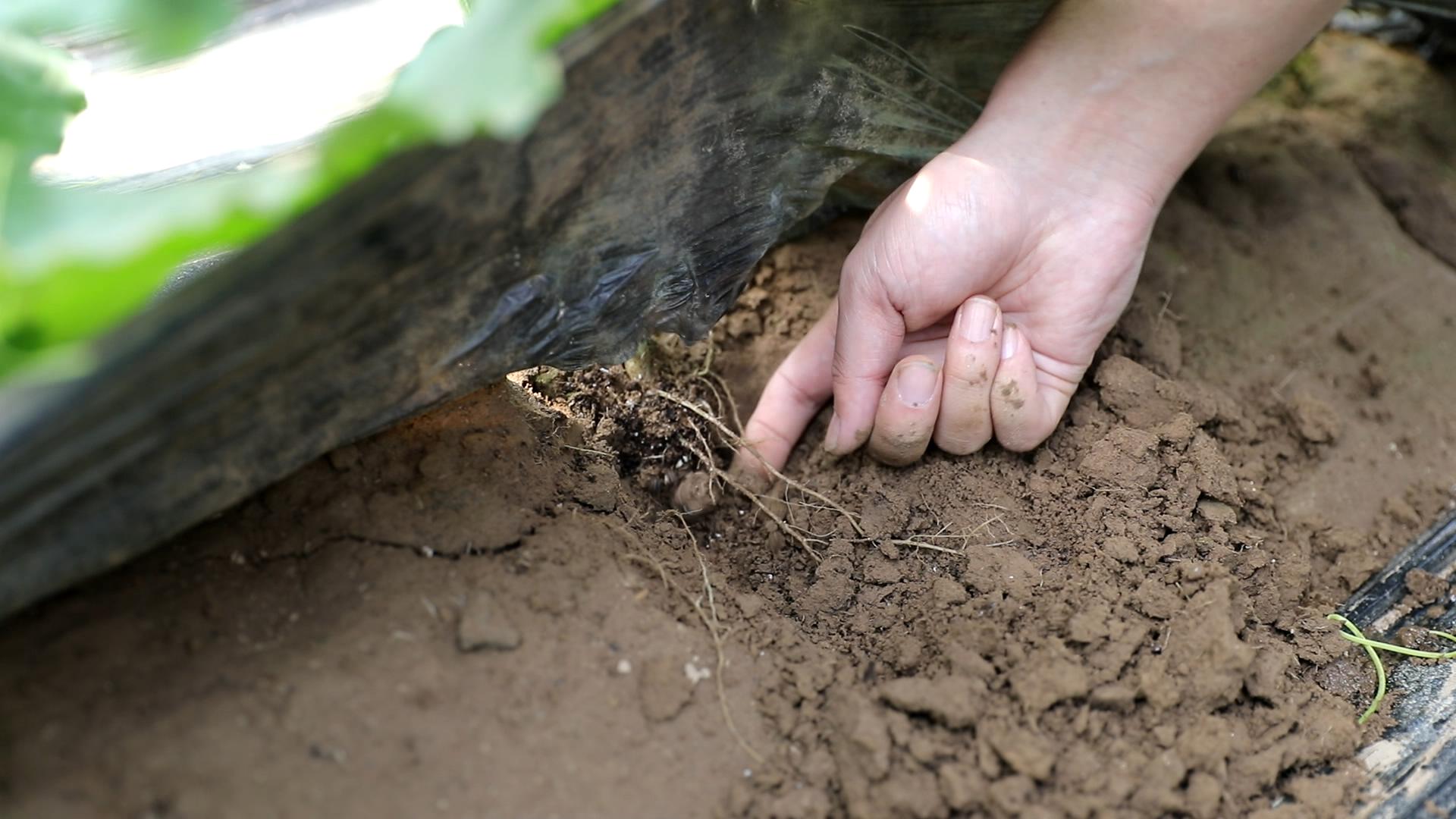 蔬菜苗黄叶如何施肥,蔬菜施肥过多烧苗怎么补救