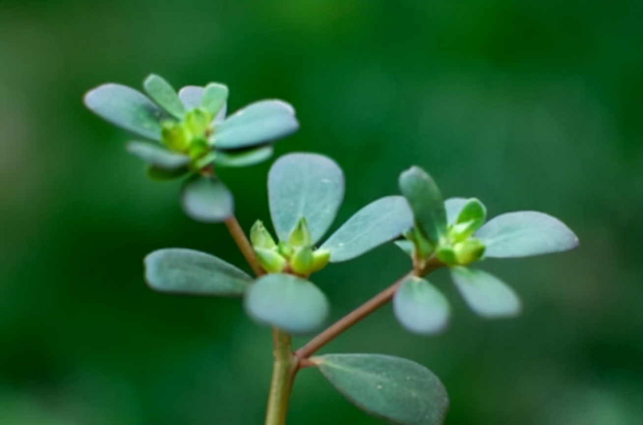 亚运美食食堂,2022亚运会菜肴