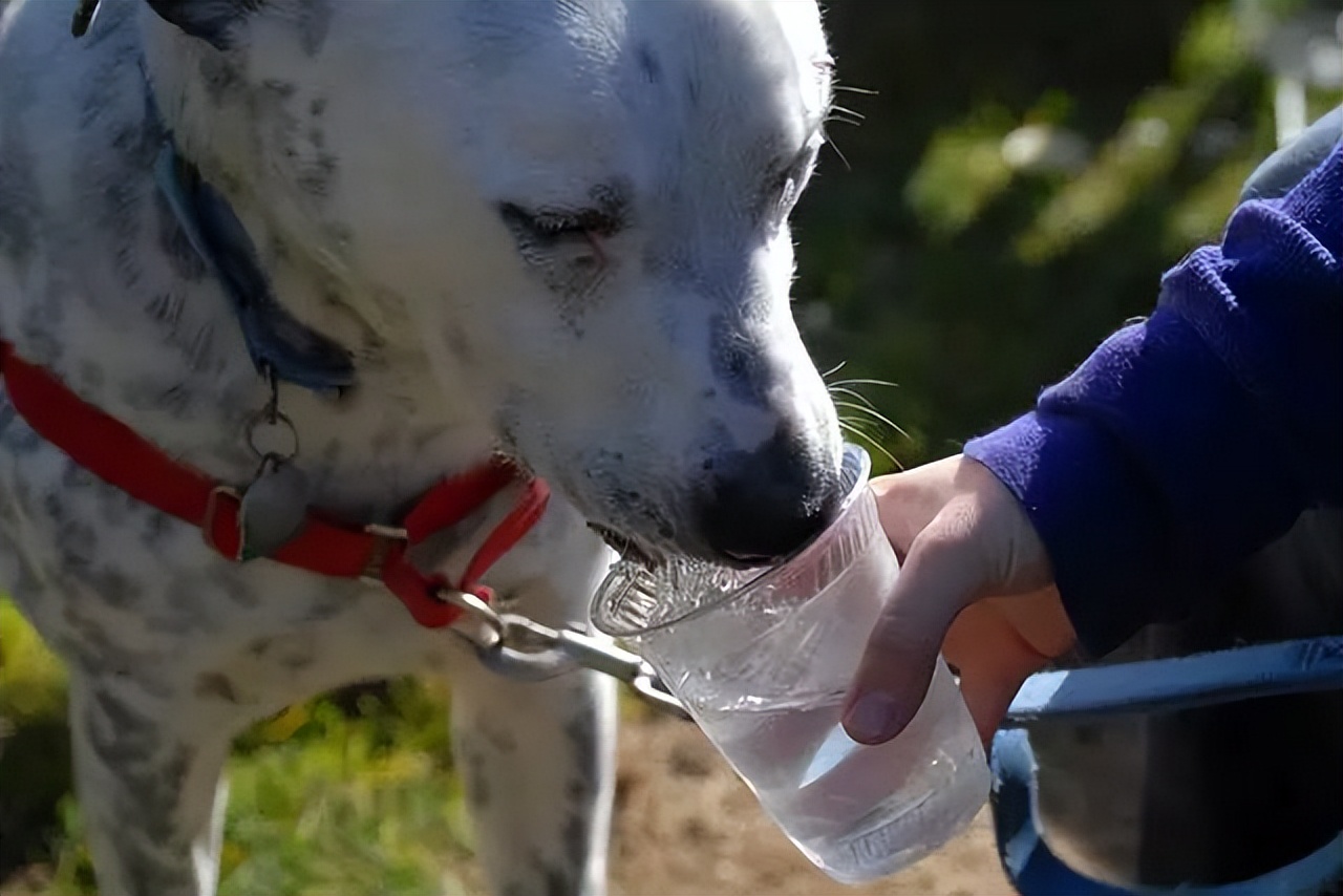 狗狗低血糖奄奄一息怎么急救,狗水中毒的急救处理