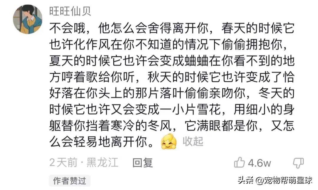 如果有一天，我的宠物不在了，怎么办？