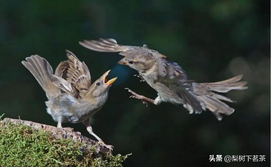 如何处理团队中冲突,创业团队的冲突