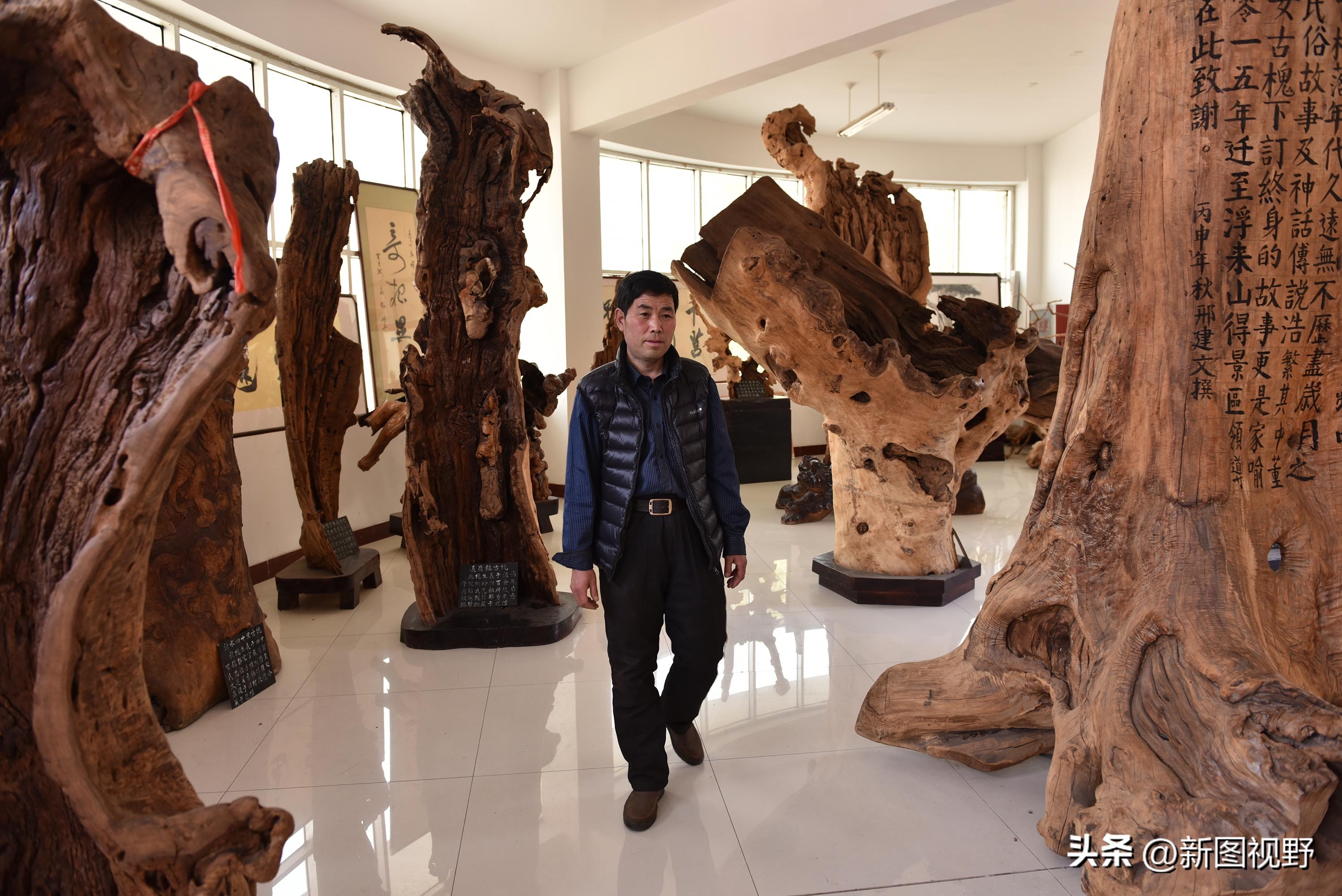 55岁农民，花60万买了一堆古树，每天做着发财梦，睡到自然醒