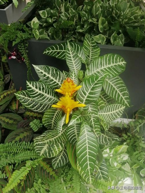 斑马绿植适合客厅的图,斑马花绿植