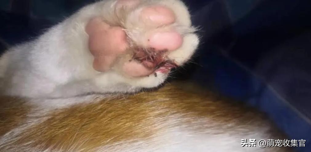 猫咪指甲劈裂是什么原因,猫咪指甲裂了一半怎么处理
