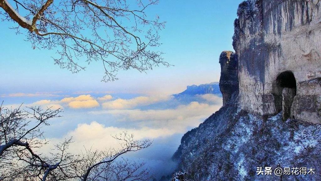 十大野生名贵兰花虎头兰,名贵兰花常见品种介绍图片