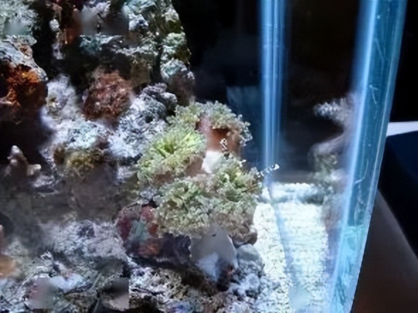 海水珊瑚缸鹦鹉螺,海水缸珊瑚视频大全