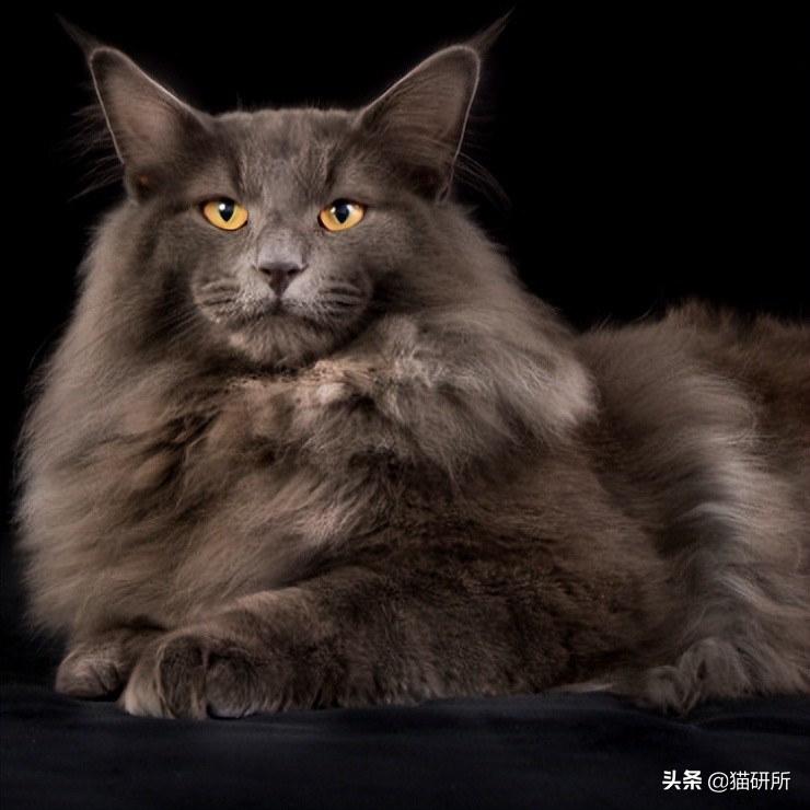 英短猫和美短哪个好养,英短跟美短猫咪