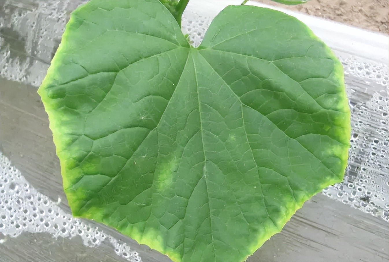 黄瓜叶片“镶金边”？可不是好事！多是7个病因，3个技巧产量高