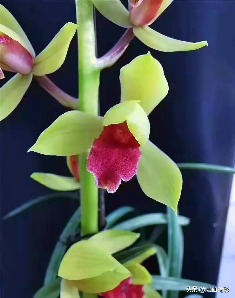 200万的兰花被盗判刑15年,盗挖名贵兰花获刑