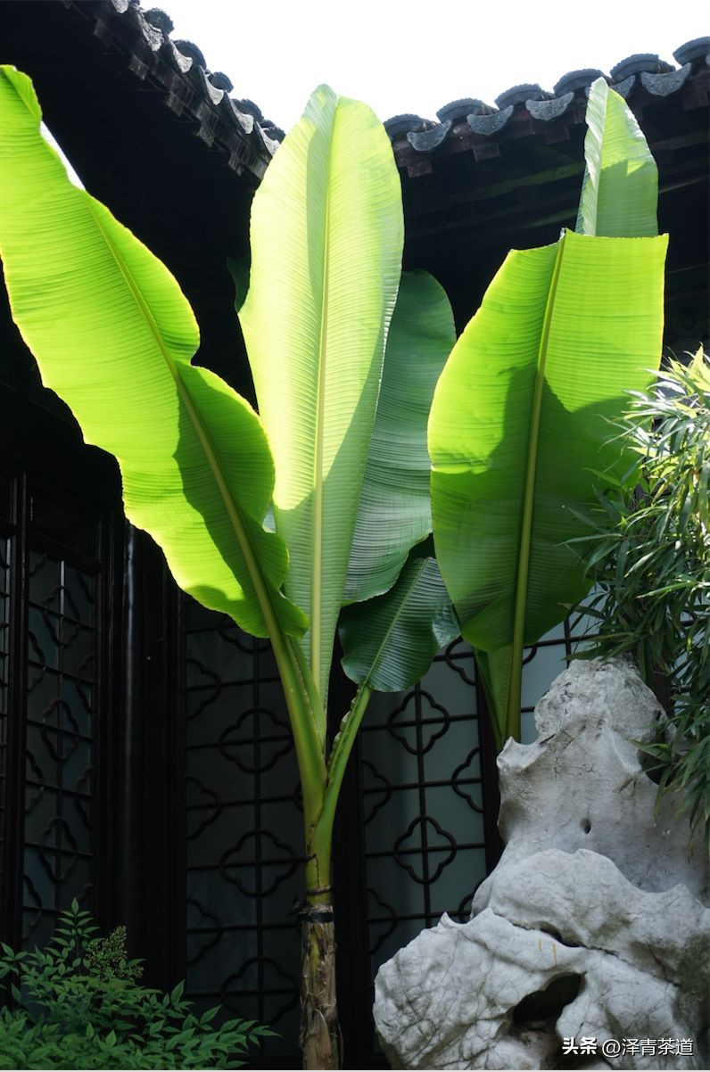 端午节如何吃粽子喝茶更健康,端午节吃粽子搭配茶解腻更健康