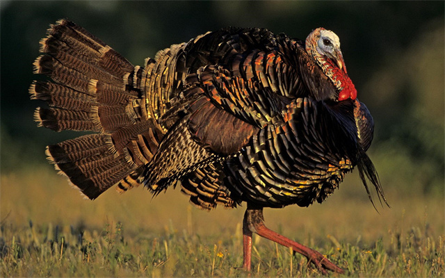 火鸡真的非常难吃英语,火鸡有多难吃解说