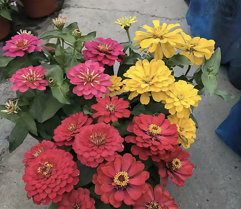 专为懒人养的5种花开花不断,4种不用花钱买的盆栽