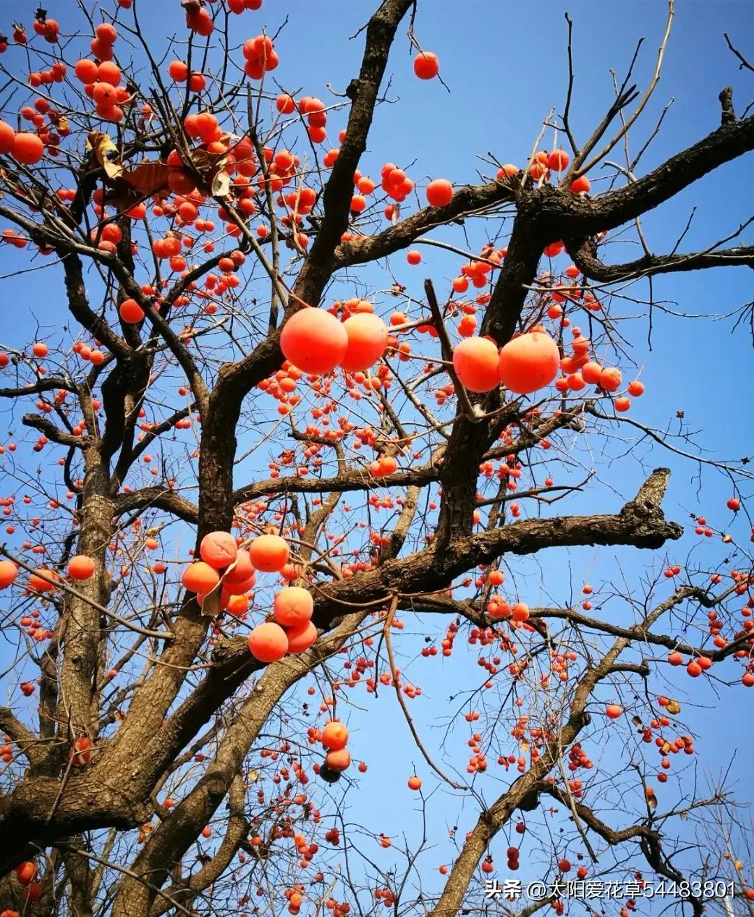 种树风水讲究五棵,院中种哪五种树最好风水