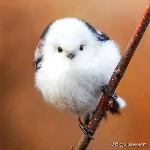 人称“小肥啾”呆萌又可爱，壮汉见了都喜爱，真是人见人爱