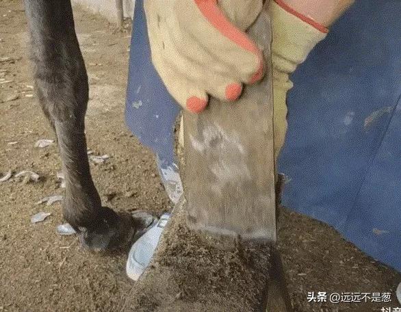 不装了，我承认就是喜欢看修驴蹄！建议没看过的都看，太治愈了