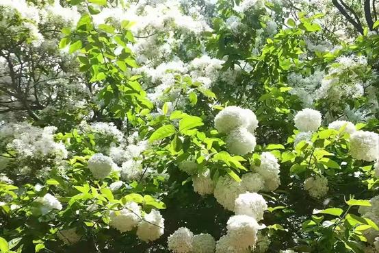 庭院的大门前种什么花树比较好,适合庭院的低矮四季常青的花树