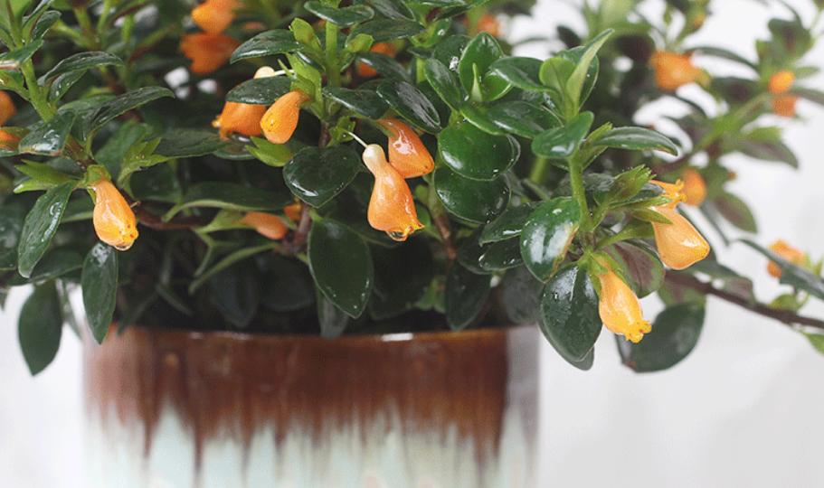 金鱼吊兰开花期间怎么养护和管理,金鱼吊兰开花都有哪些养护秘籍