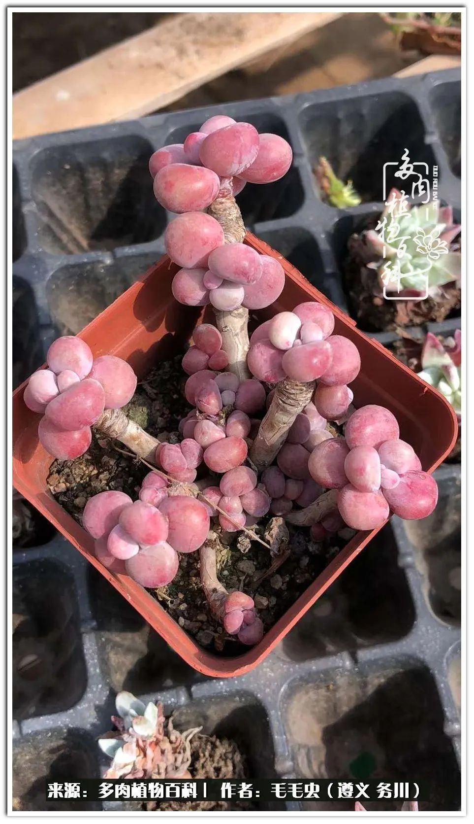 多肉可抵岁月,多肉之花语