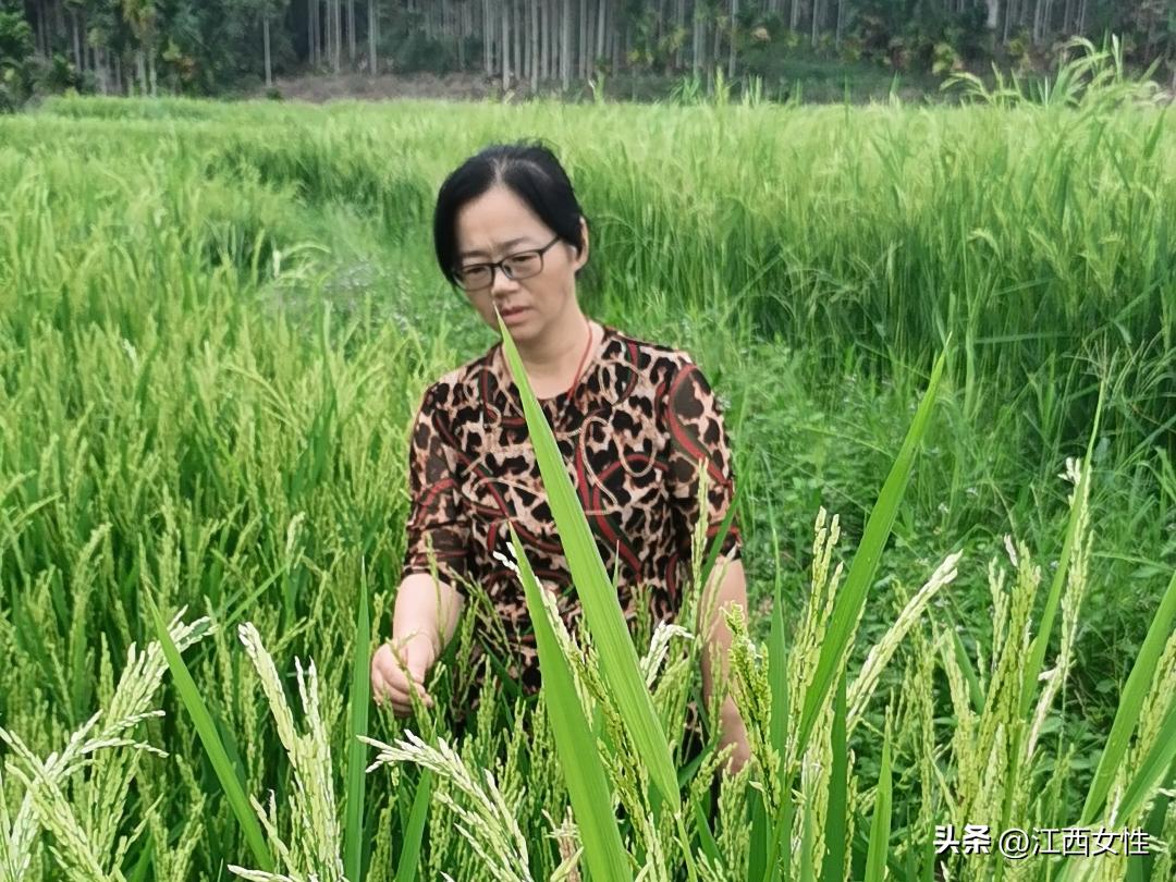 赣鄱巾帼创之粮食安全篇丨张海玲:一心育良种,倾情为百姓