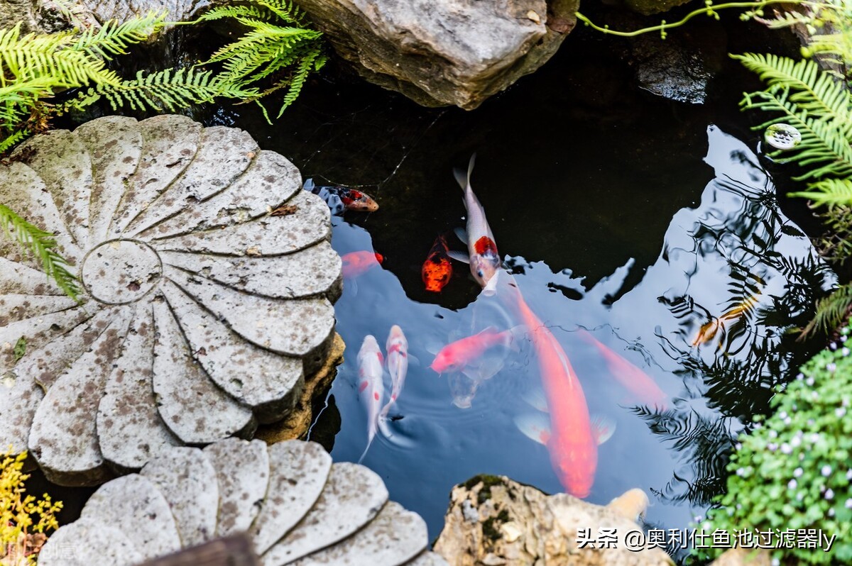室内锦鲤小鱼池需要杀菌还是换水,锦鲤鱼缸换水后需要用二氧化氯吗
