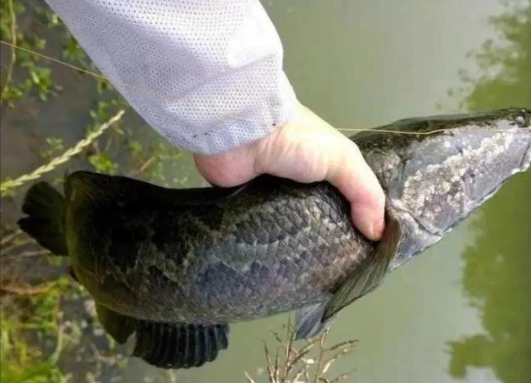 杀鱼很残忍怎么办,一招学会杀各种鱼方法